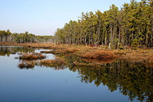 Deep Run, Wharton State Forest